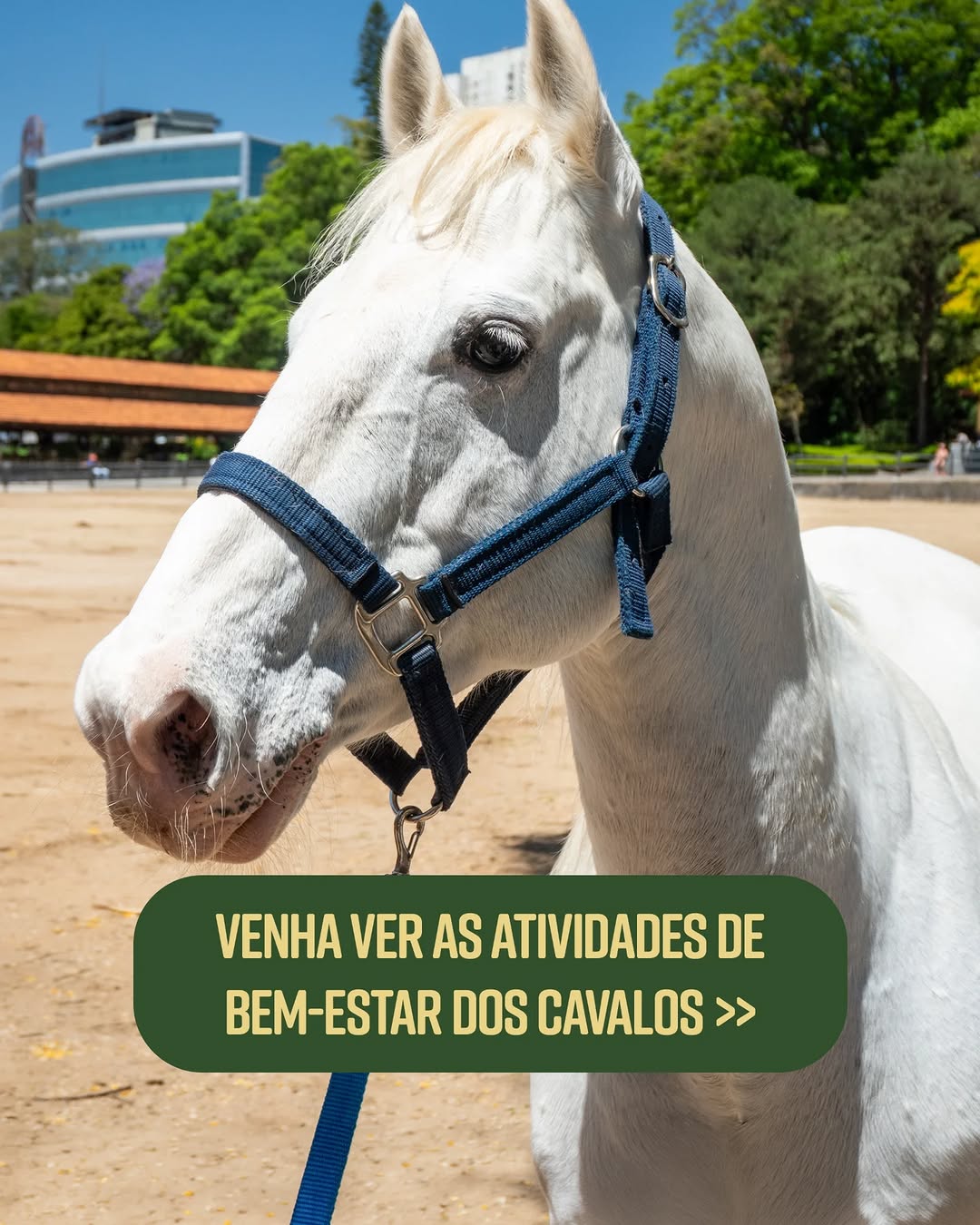 Condicionamento Físico dos Cavalos da Equoterapia — Parque da Água Branca, Barra Funda, São Paulo