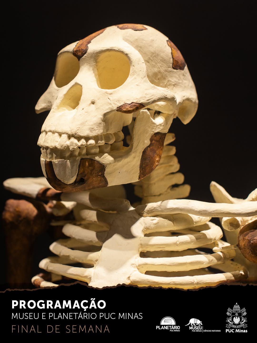 Desvendando os Mamíferos de Nova Lima — Museu PUC Minas, Coração Eucarístico, Belo Horizonte