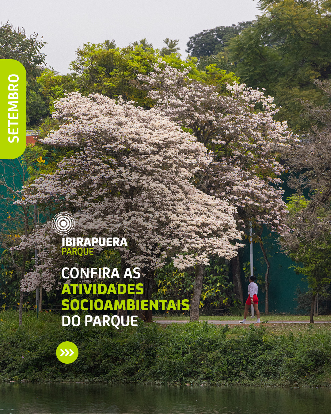 Passarinhada com Plantio de Espécie Nativa