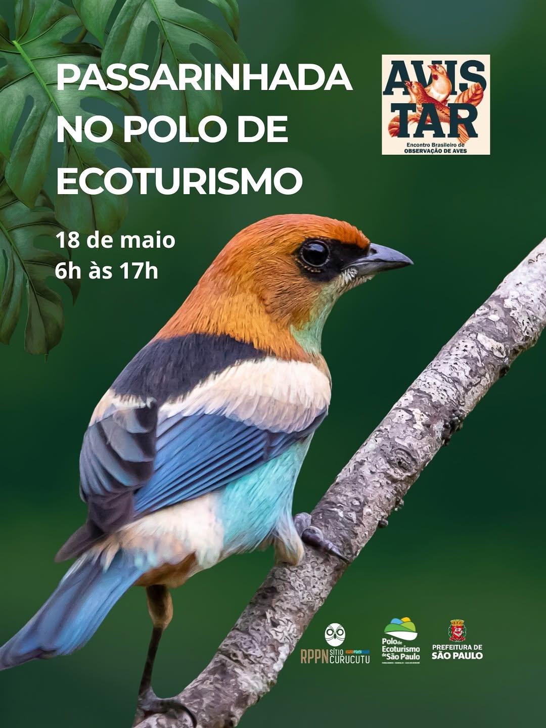 Passarinhada no Polo de Ecoturismo de São Paulo — Polo de Ecoturismo de São Paulo, Parelheiros, São Paulo